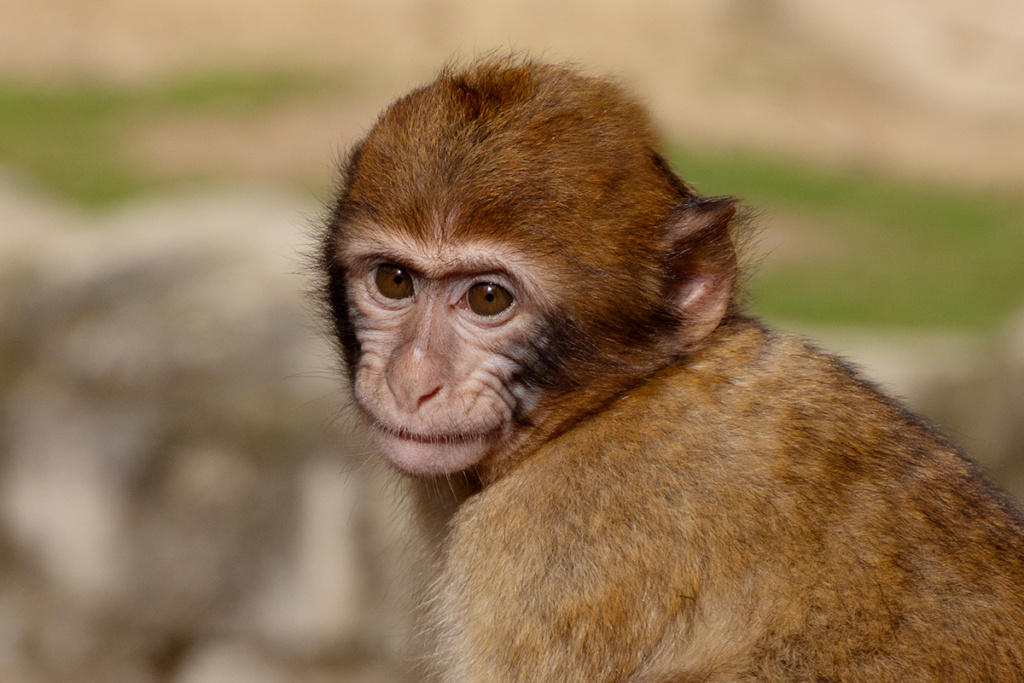 Berberaap - Barbary macaque (Apenheul 2017)
