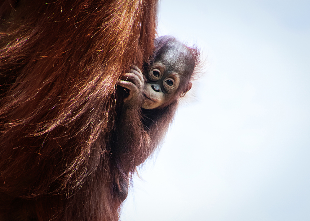 Orangoetan - Orangutan (Apenheul 2018)