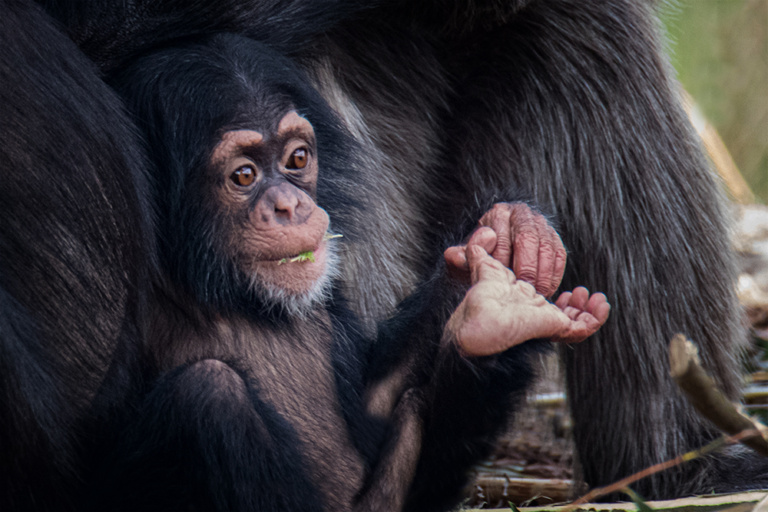 Chimpansee - Chimpanzee (Beekse Bergen 2020)