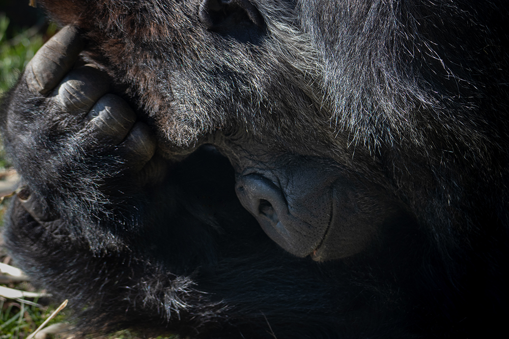 Bauwi Gorilla in Burger's Zoo