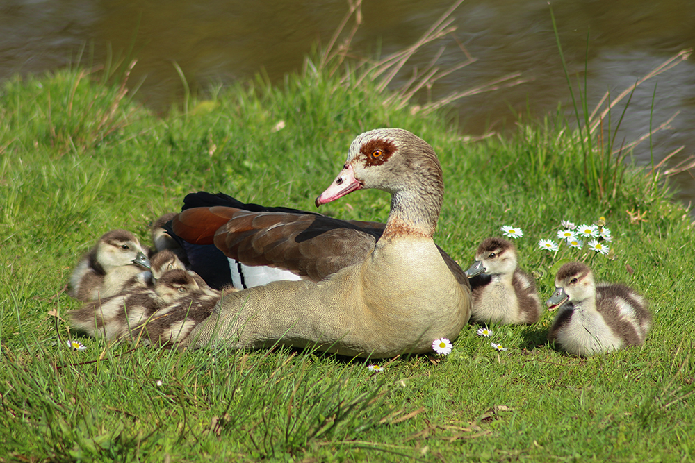 Nijlgans - Egyptian goose