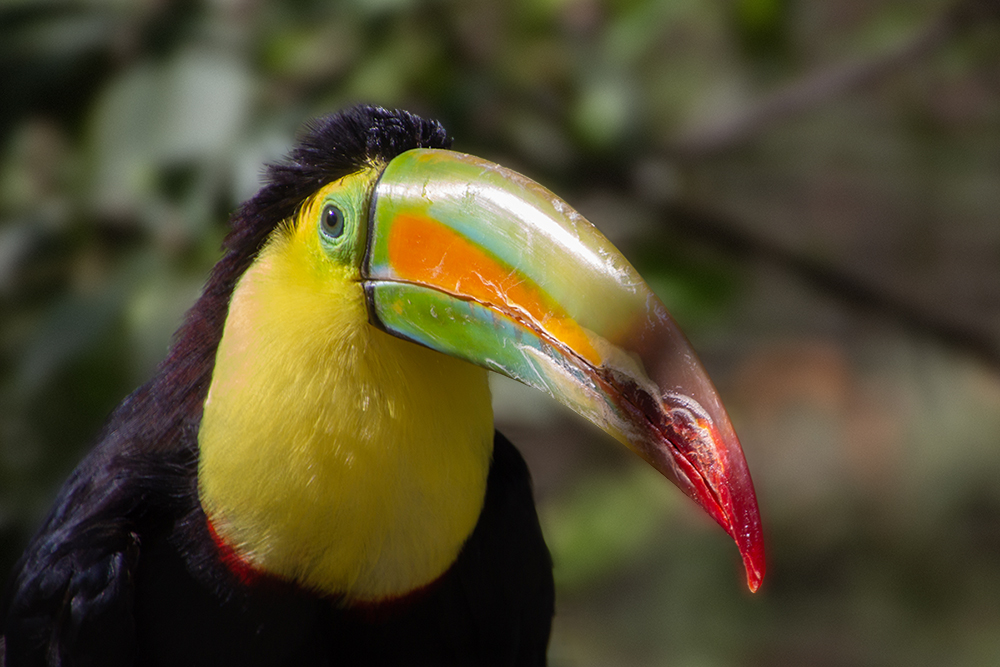 Zwavelborsttoekan - Keel-billed toucan