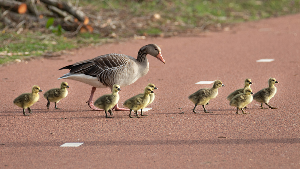 Grauwe gans - Greylag goose