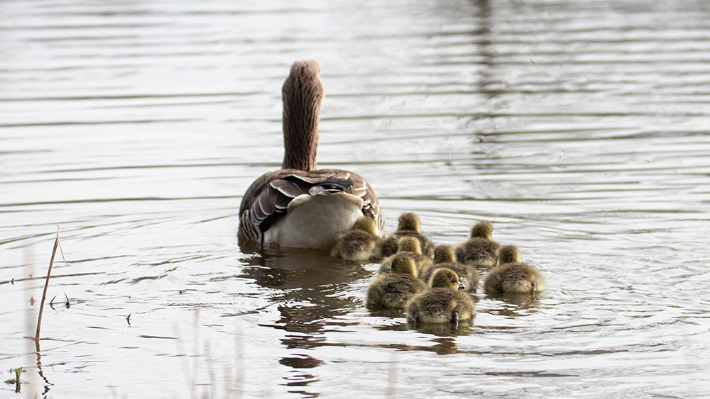 Grauwe gans - Greylag goose