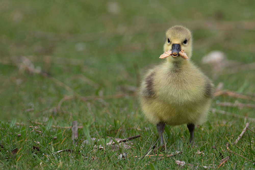 Grauwe gans - Greylag goose