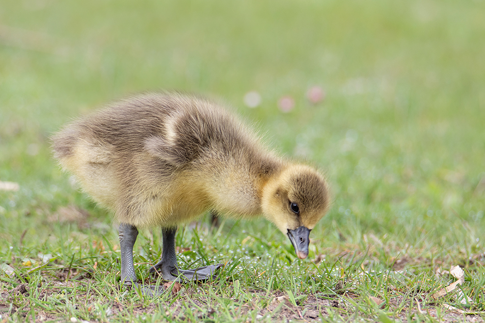 Grauwe gans - Greylag goose