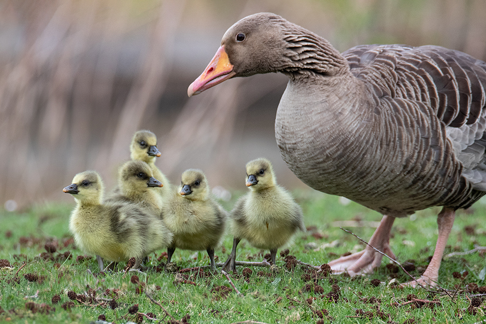 Grauwe gans - Greylag goose