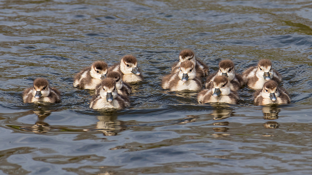 Nijlgans - Egyptian goose