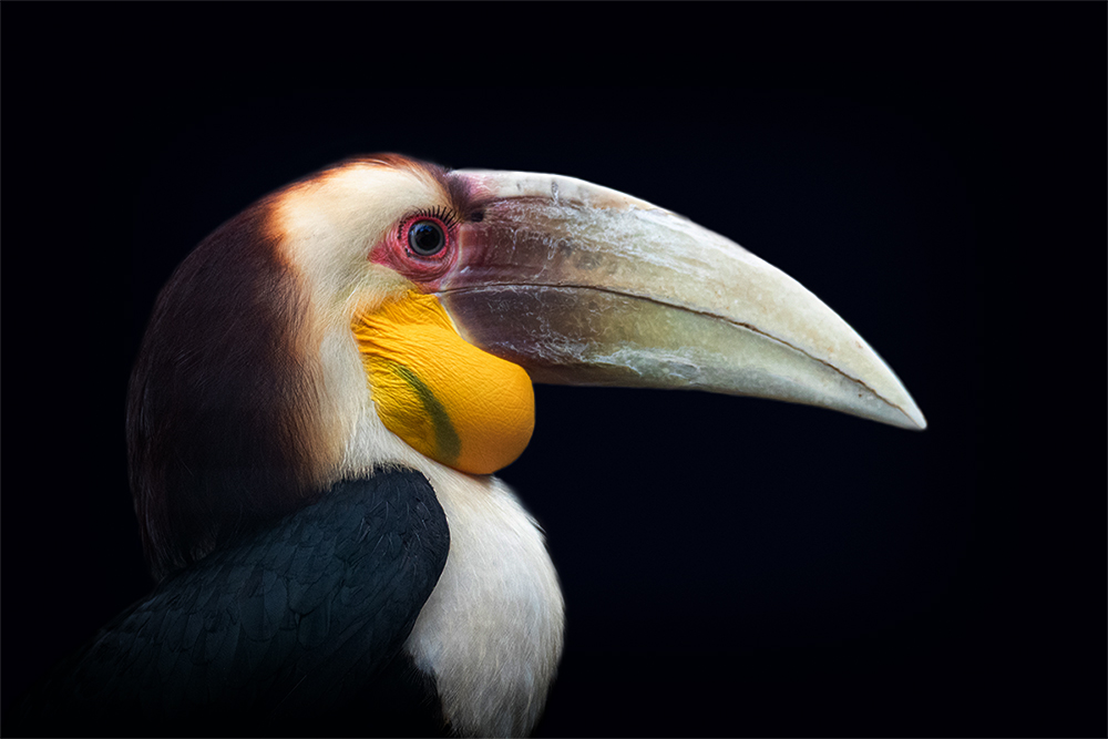 Gewone jaarvogel - Wreathed hornbill