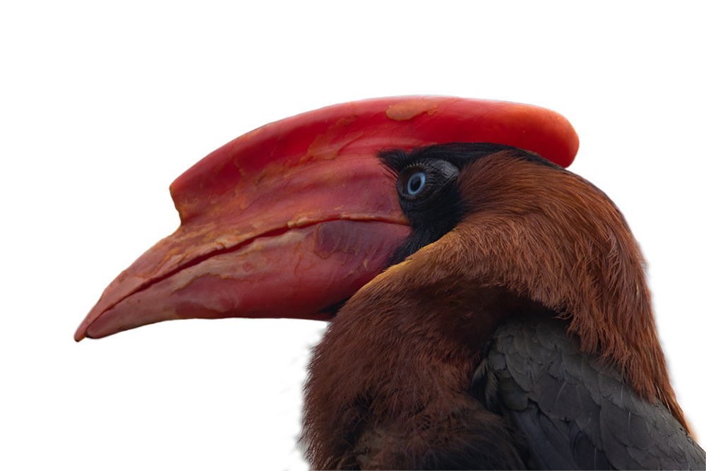 Rosse neushoornvogel - Rufous hornbill