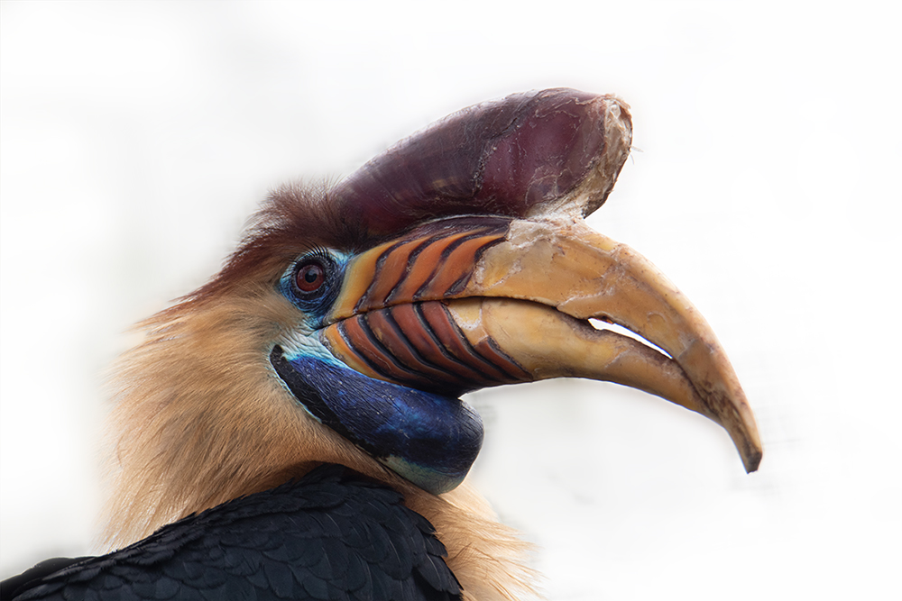 Sulawesi-jaarvogel - Knobbed hornbill