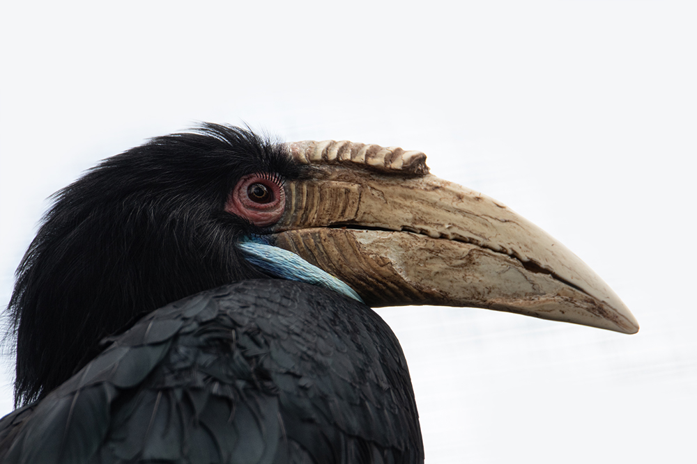 Gewone jaarvogel - Wreathed hornbill
