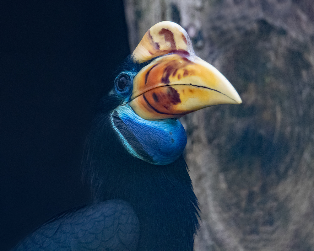 Maleise jaarvogel - Wrinkled hornbill