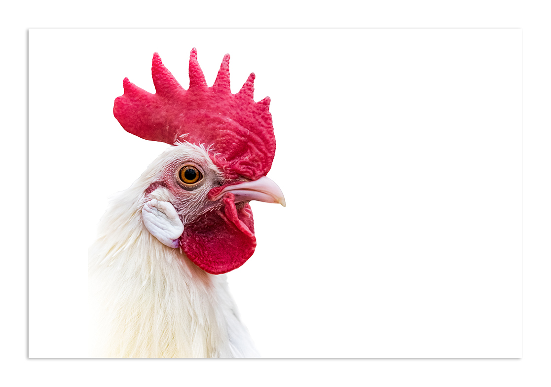 Haan – Rooster (Friese kriel – Friesian)