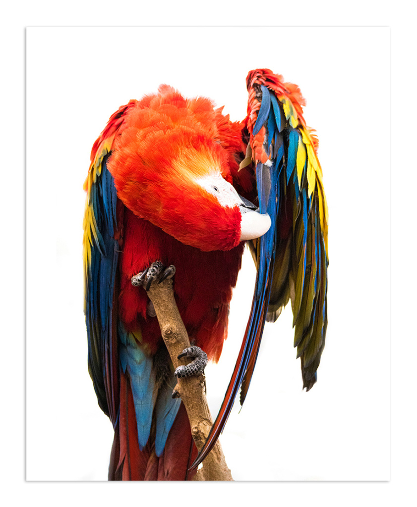 Ara - Macaw
