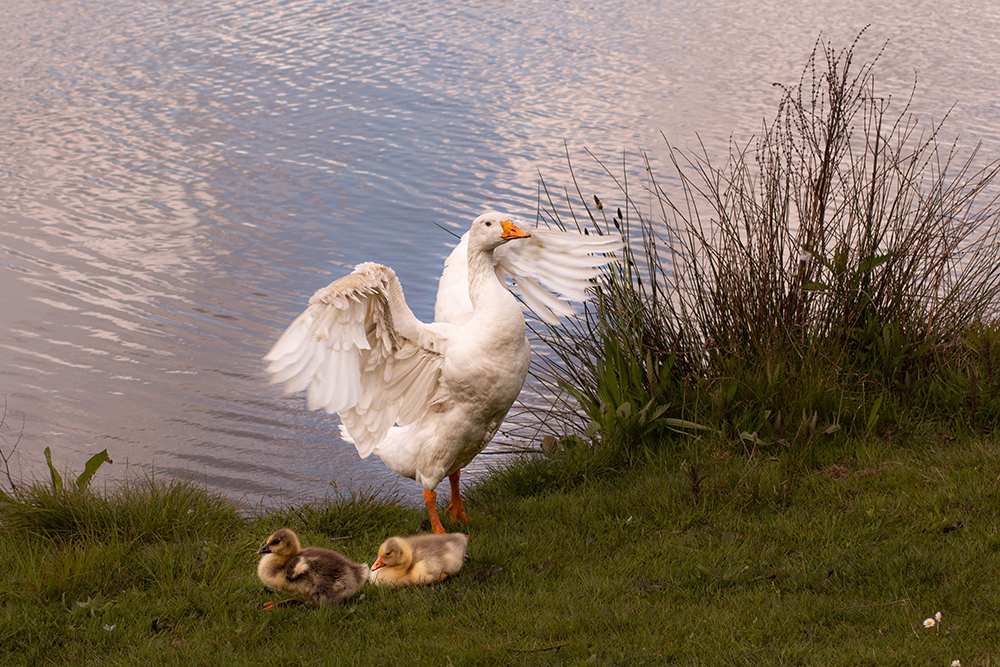 Witte gans - White goose