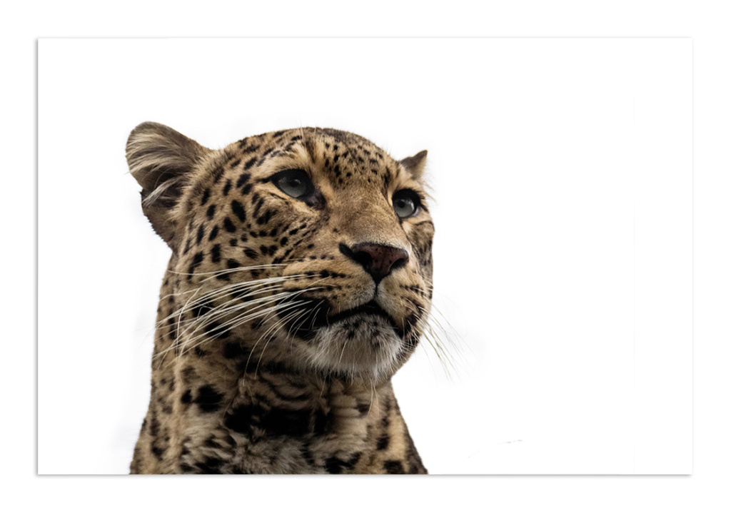 Persische panter - Persian leopard