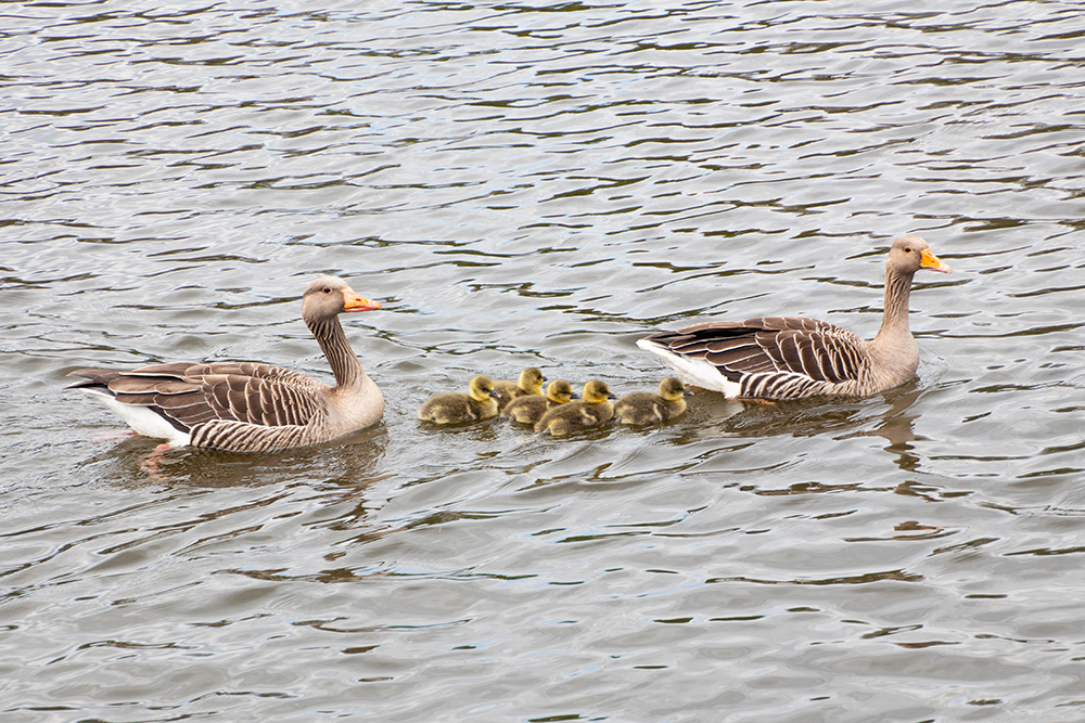 Grauwe gans - Greylag goose