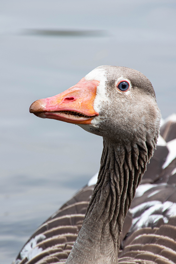 Grauwe gans mix - Greylag goose mix