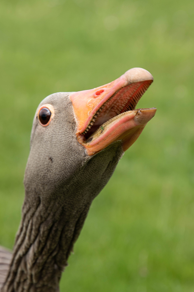 Grauwe gans - Greylag goose