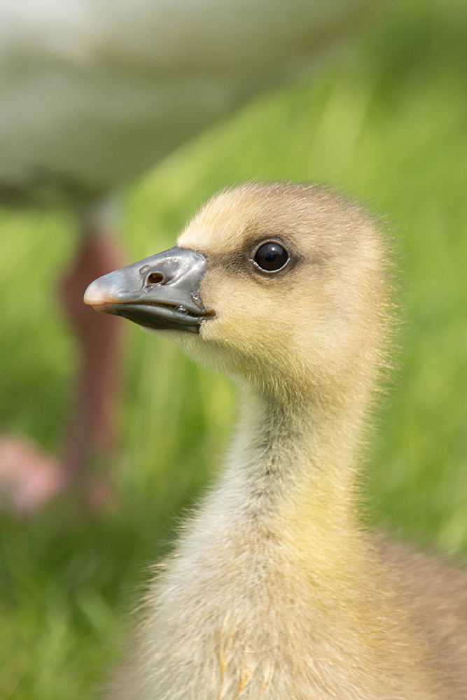 Grauwe gans mix - Greylag goose mix