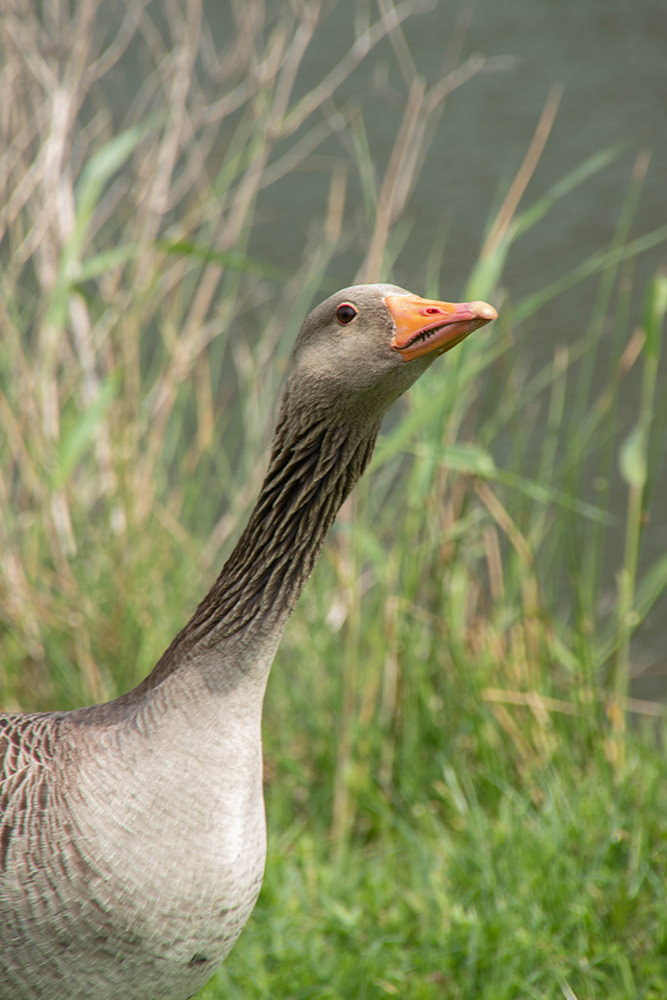 Grauwe gans - Greylag goose