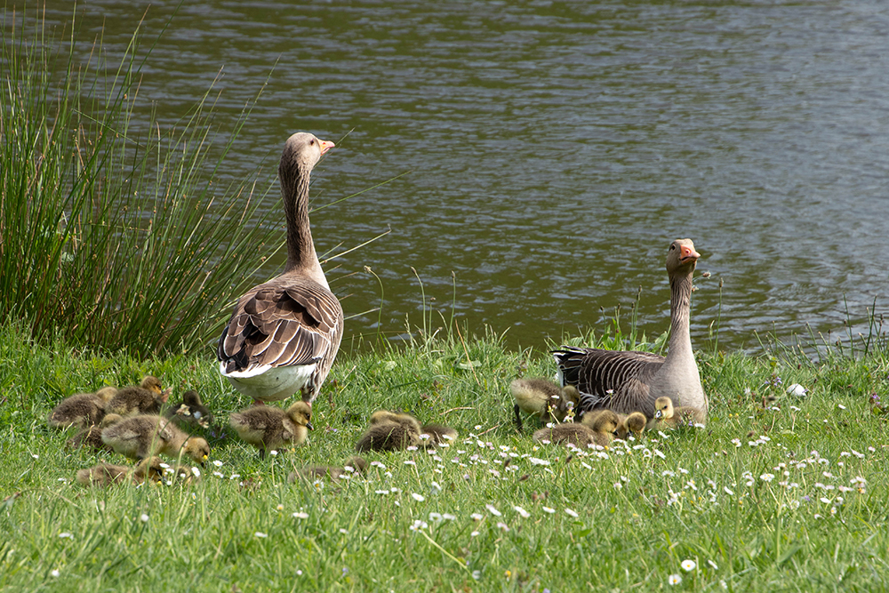 Grauwe gans - Greylag goose