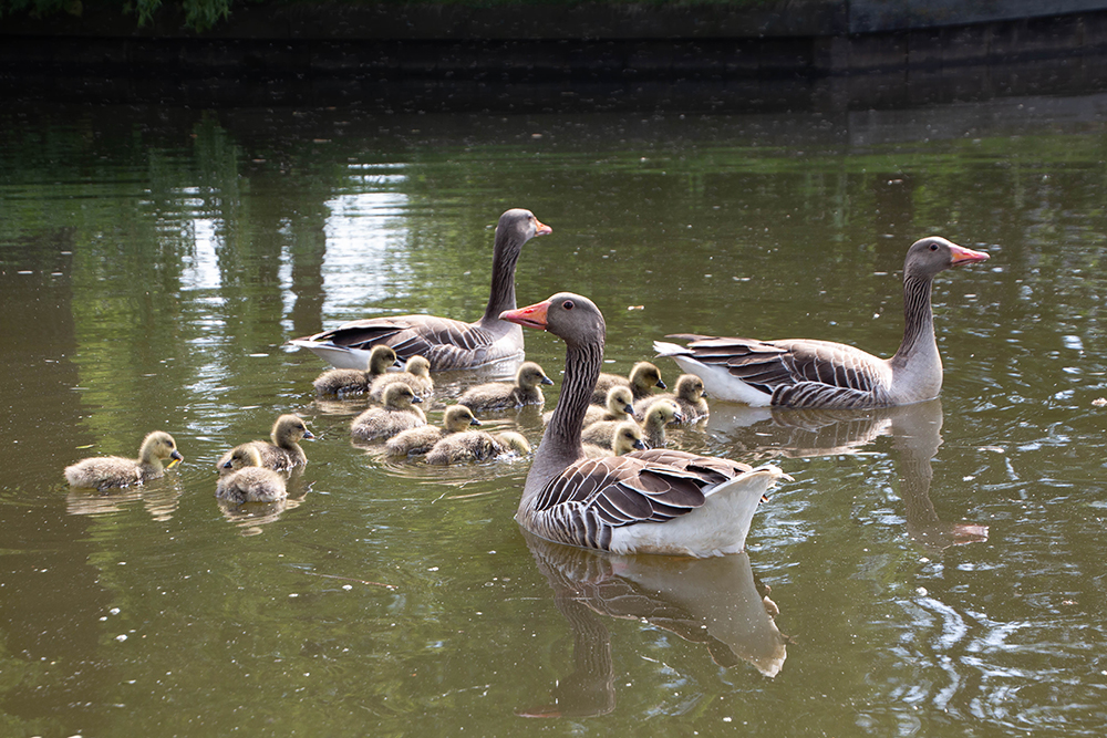 Grauwe gans - Greylag goose