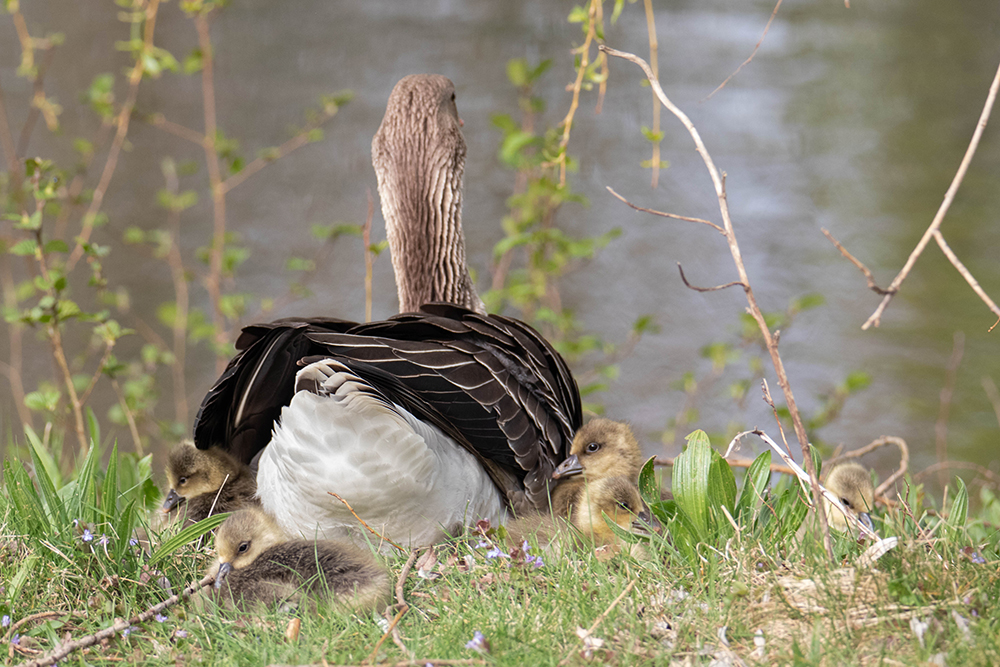 Grauwe gans - Greylag goose