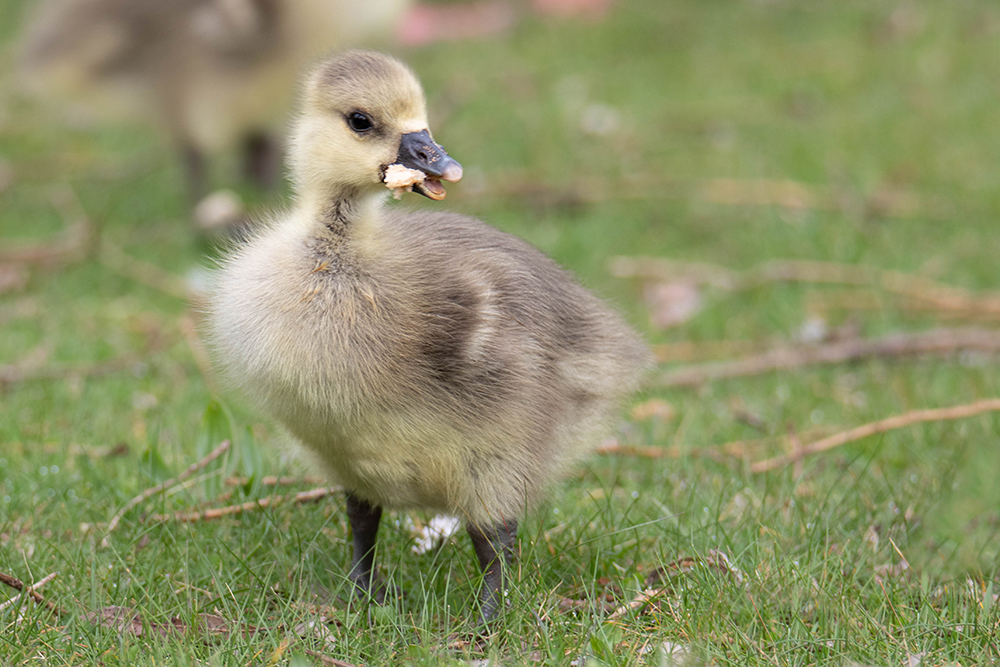 Grauwe gans - Greylag goose