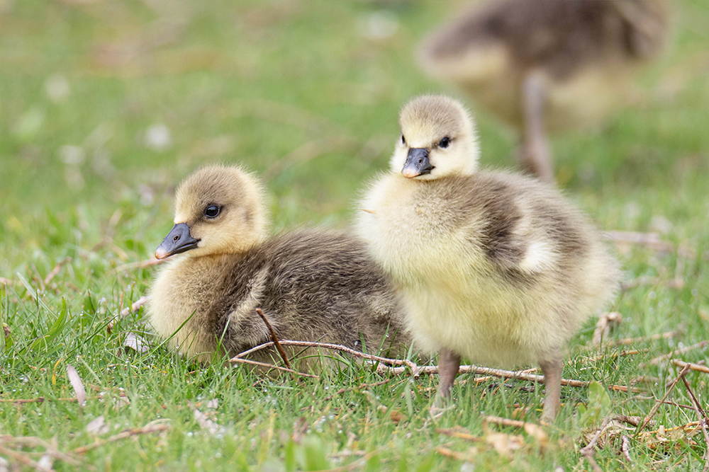 Greylag geese