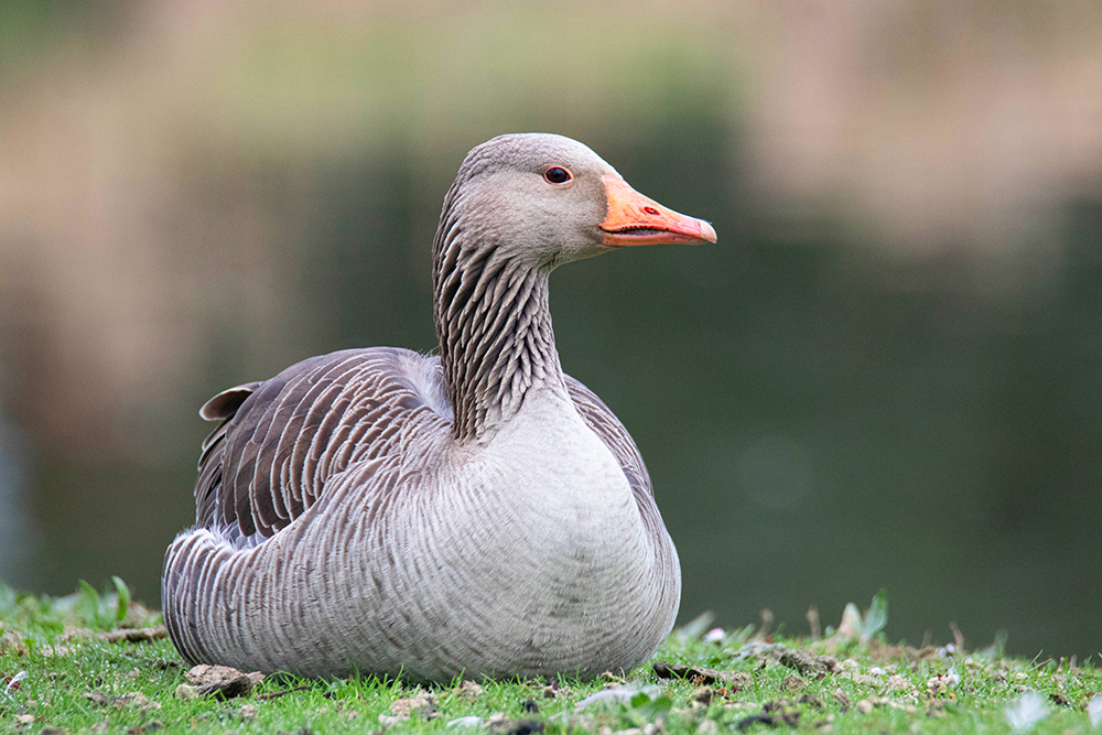 Grauwe gans - Greylag goose