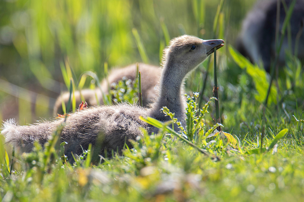 Grauwe gans - Greylag goose
