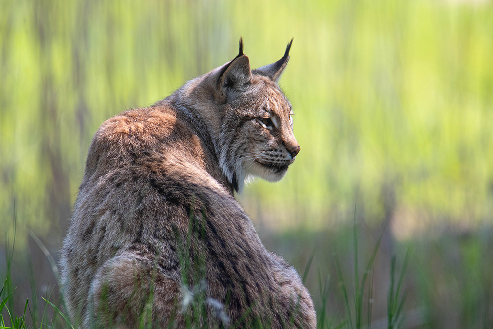 Lynx