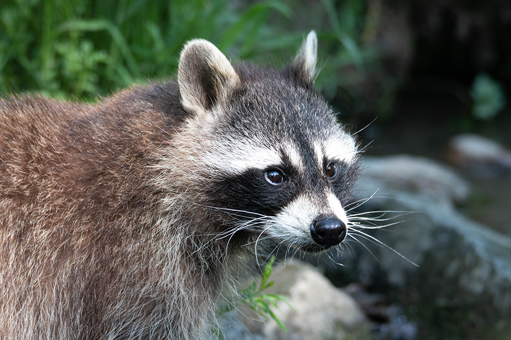 Wasbeer - Raccoon
