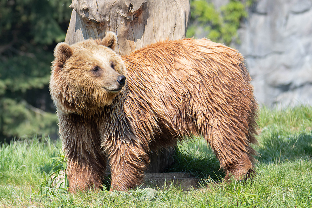 Bruine beer - Brown bear