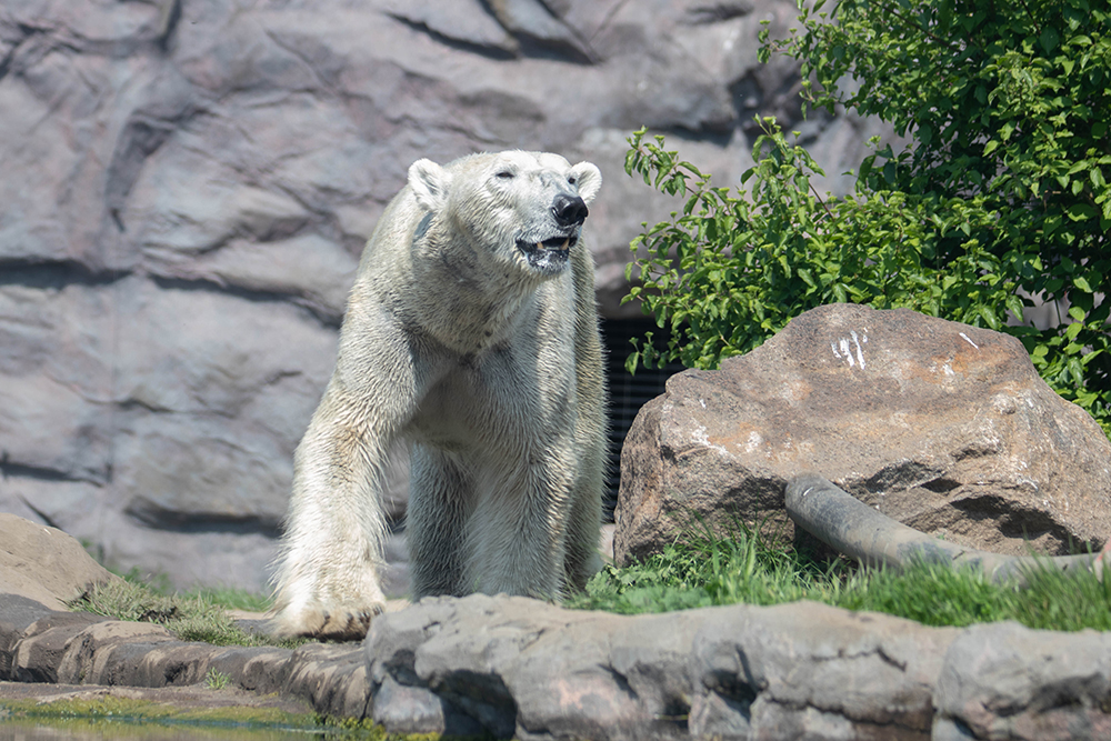 IJsbeer - Polar bear 