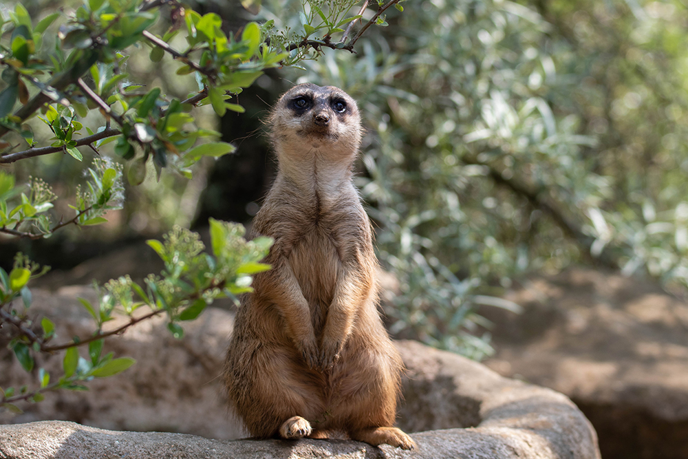 Stokstaartje - Meerkat