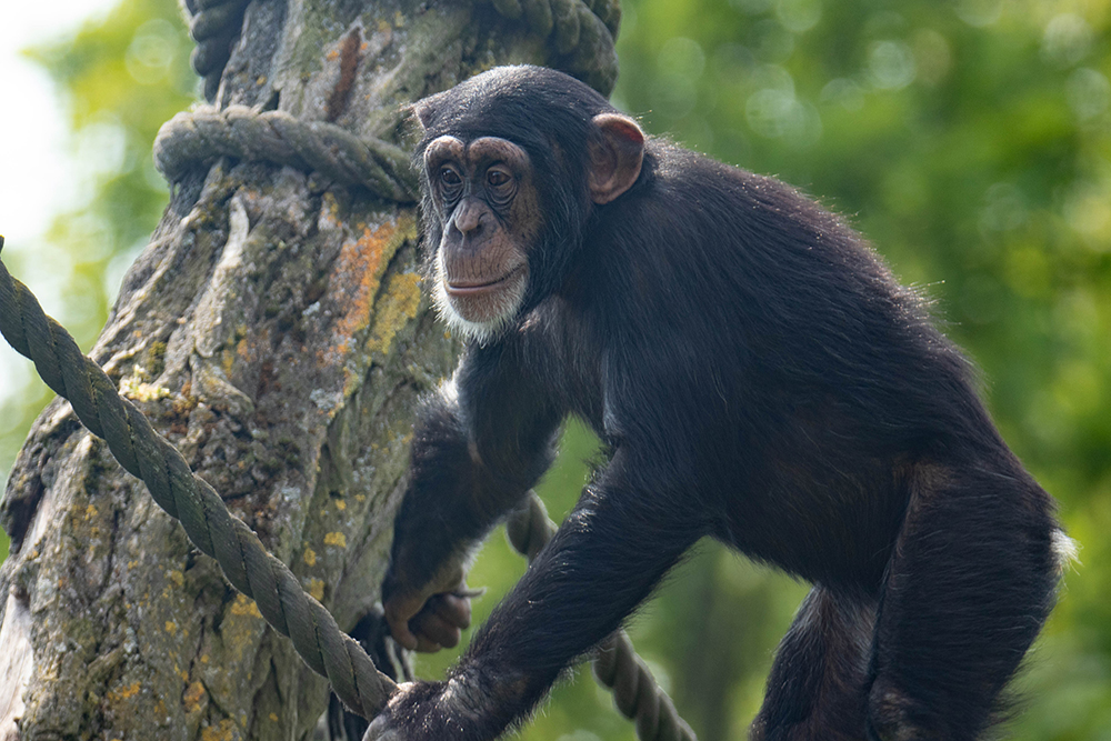 Chimpansee - Chimpanzee