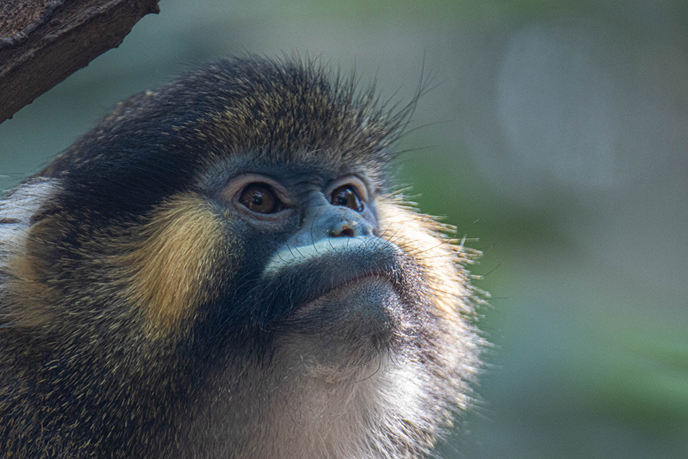 Knevelmeerkat - Moustached guenon