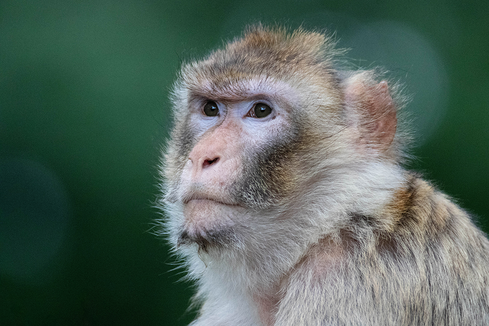Berberaap - Barbary macaque