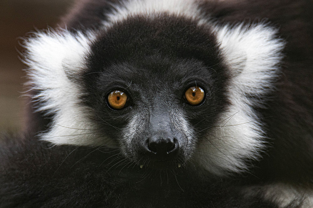 Zwart-witte vari - Black and white ruffed lemur 