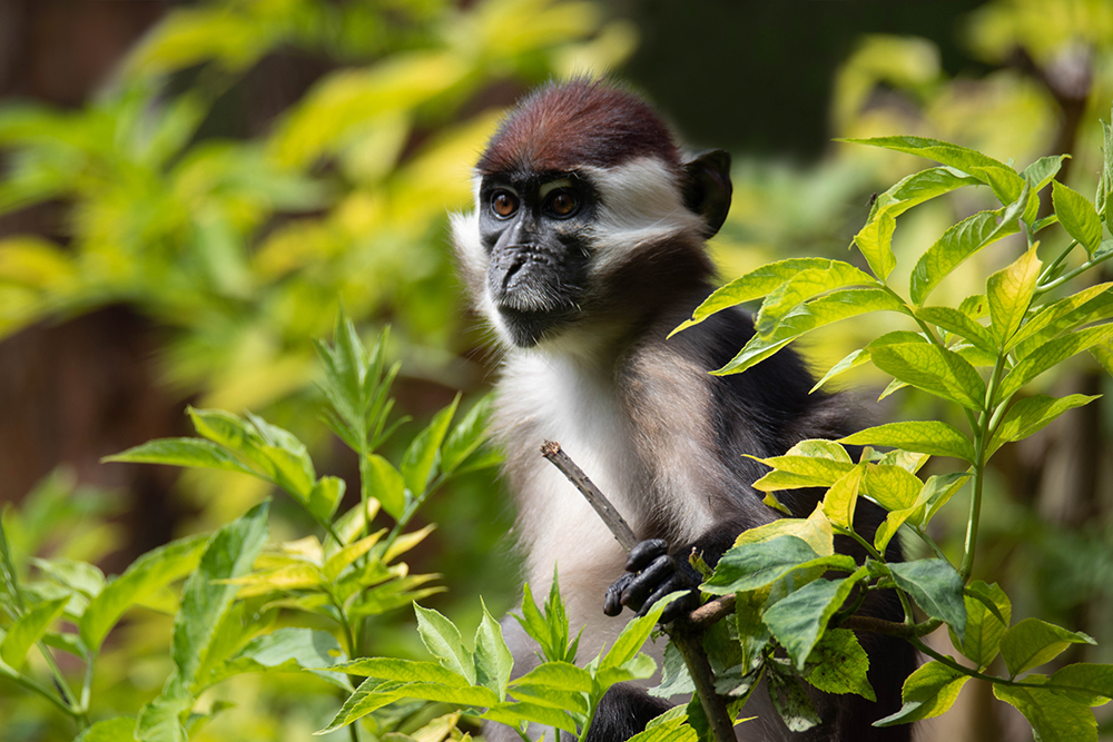 Roodkruinmangabey - Collared mangabey