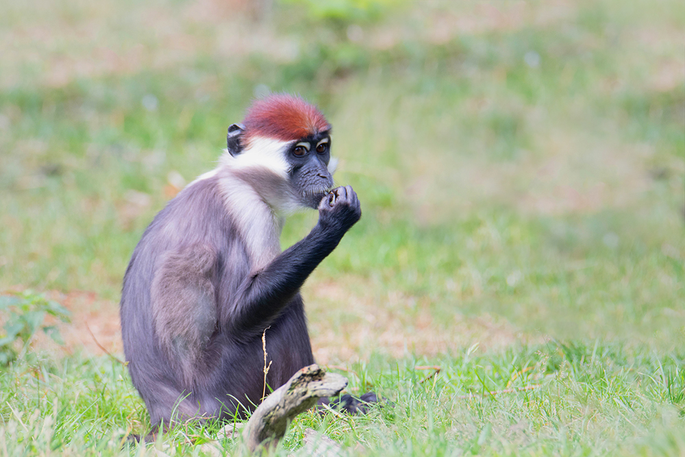 Roodkruinmangabey - Collared mangabey