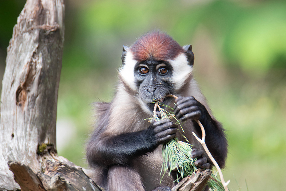 Roodkruinmangabey - Collared mangabey