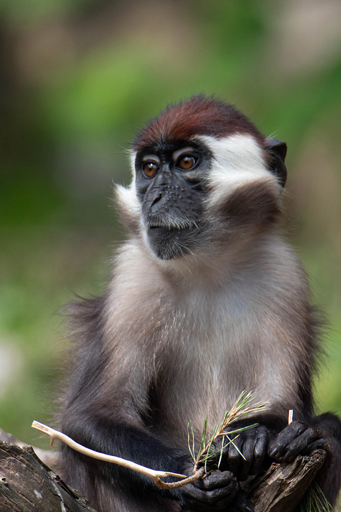 Roodkruinmangabey - Collared mangabey