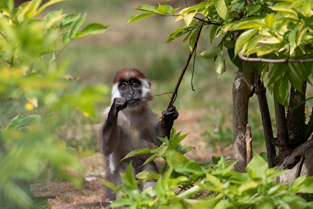 Roodkruinmangabey - Collared mangabey