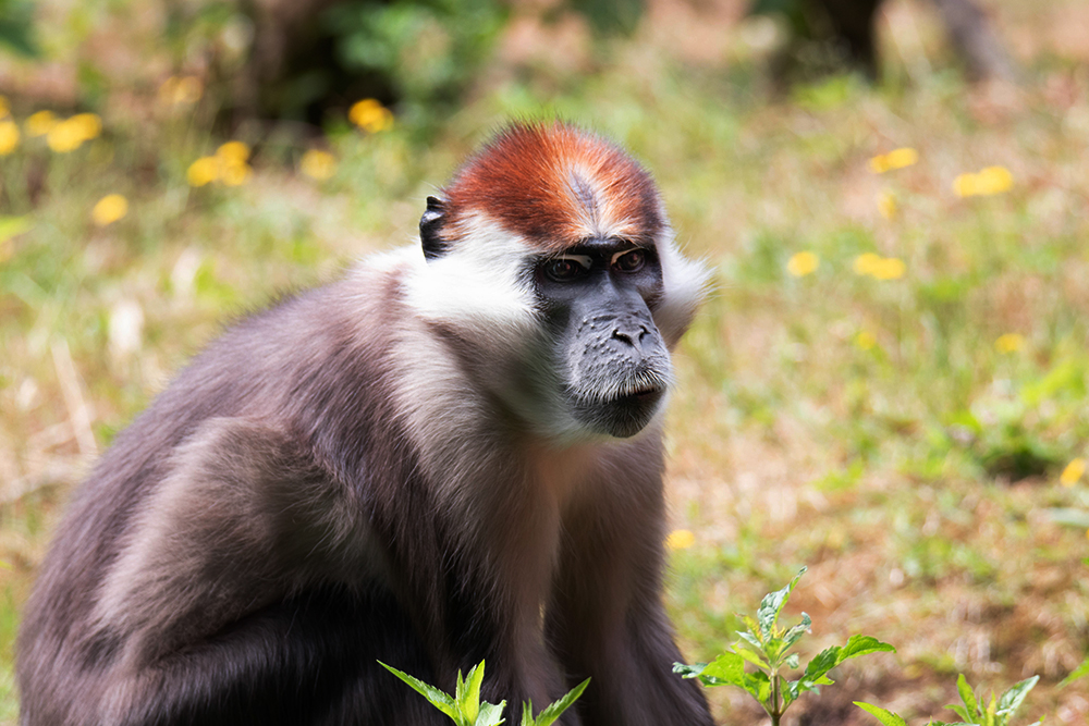 Roodkruinmangabey - Collared mangabey