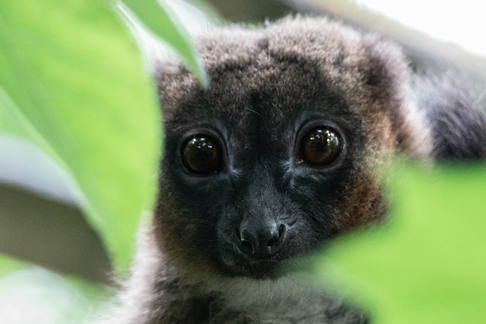 Roodbuikmaki - Red-bellied lemur