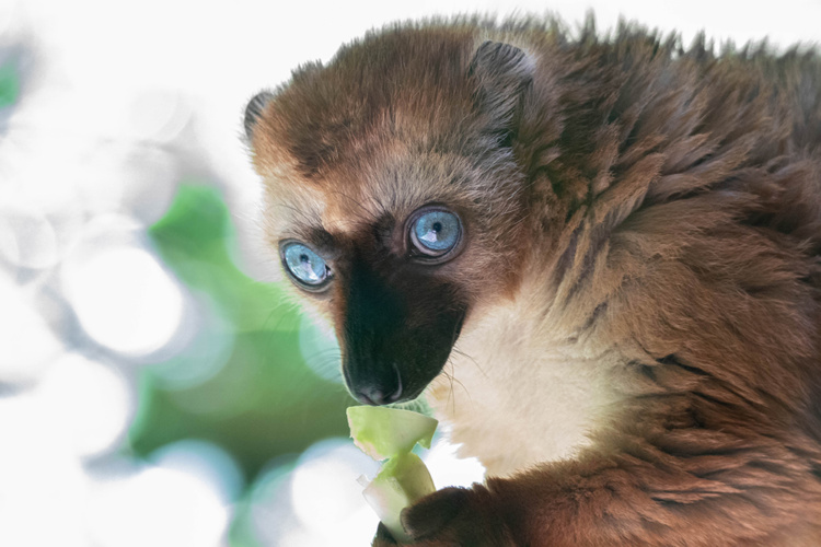 Blauwoogmaki - Blue-eyed black lemur